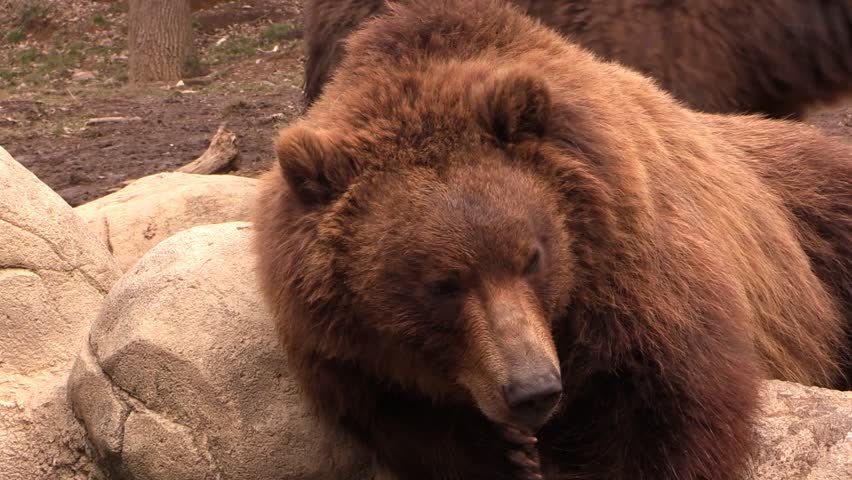 Header of bear up