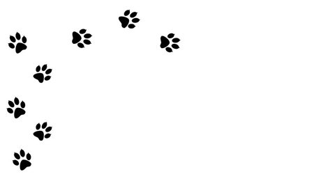 Paw Prints Animal Running Across White Stock Footage Video (100%  Royalty-free) 1008956186 | Shutterstock