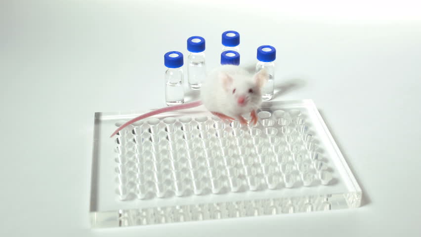 Header of immunology