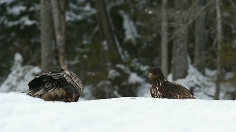 Two Golden Eagles Are Eating Stock Footage Video 100