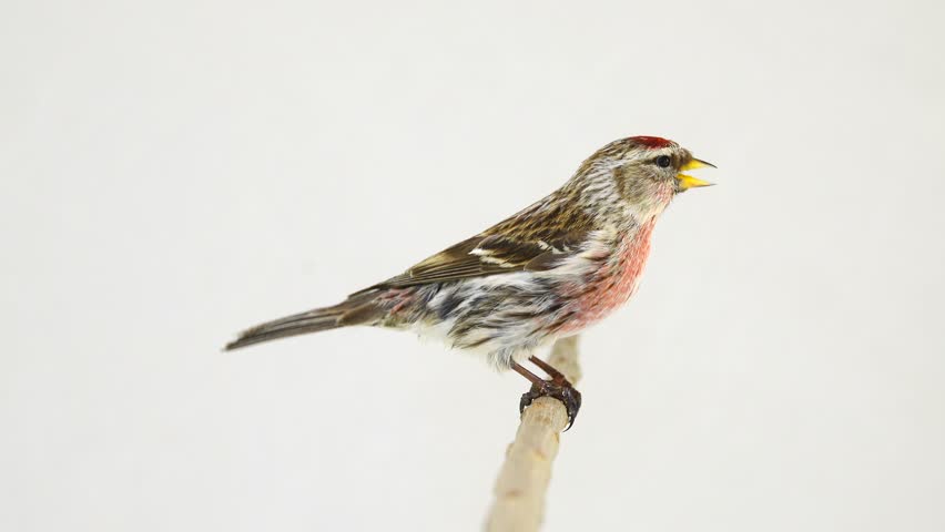 Header of Acanthis flammea