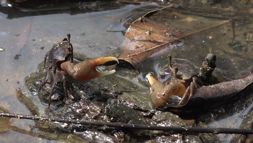 Fiddler Crab image - Free stock photo - Public Domain photo - CC0 Images