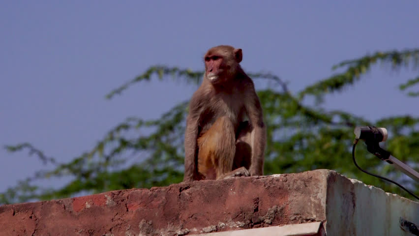 Header of monkey
