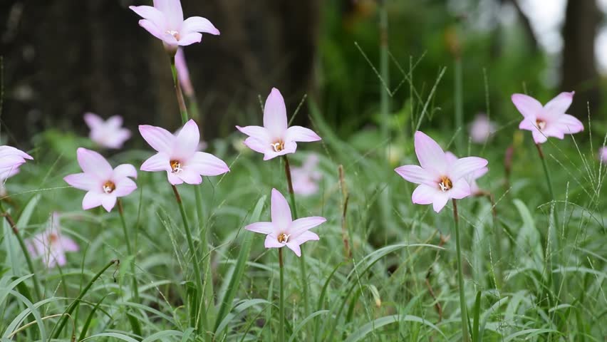 Zephyranthes grandiflora