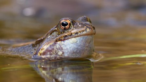 Frogs Breeding In The Garden Stock Footage Video 100 Royalty