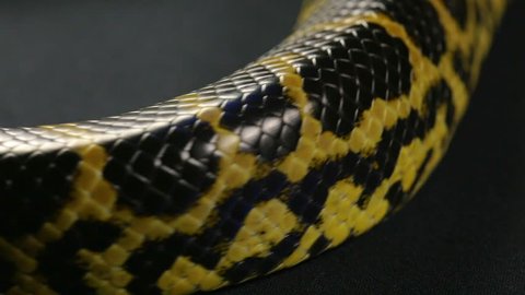 Black Tailed Python Stock Video Footage 4k And Hd Video Clips