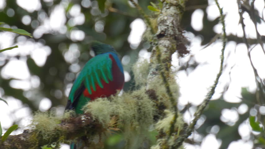 Header of quetzal