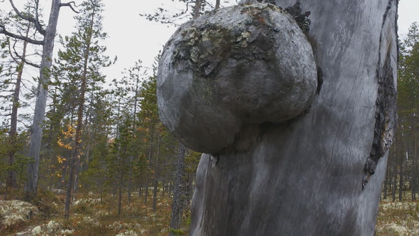 Header of gnarl