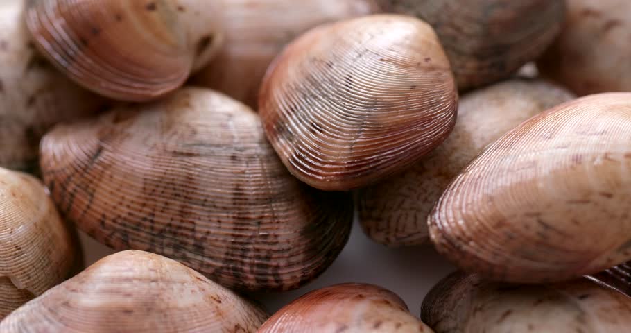 Header of Clam