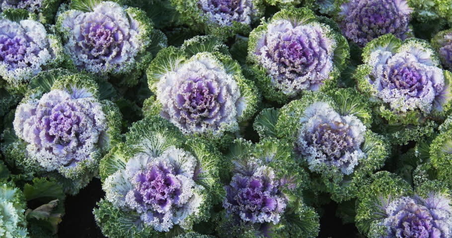 Ornamental Kale image Free stock photo Public Domain photo CC0 Images