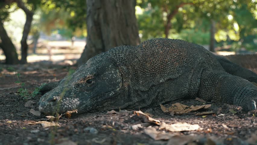 comodo dragon vs crocodile fight comodo dragon vs crocodile fight