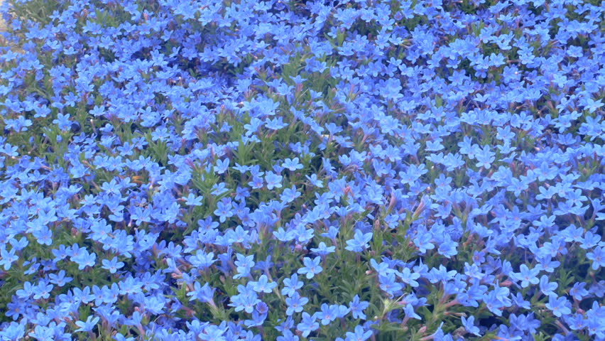 Header of gromwell