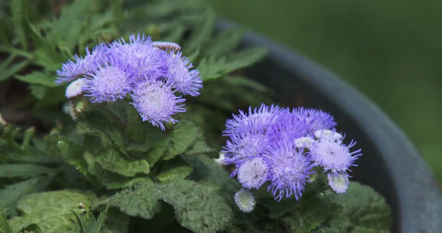 Header of ageratum