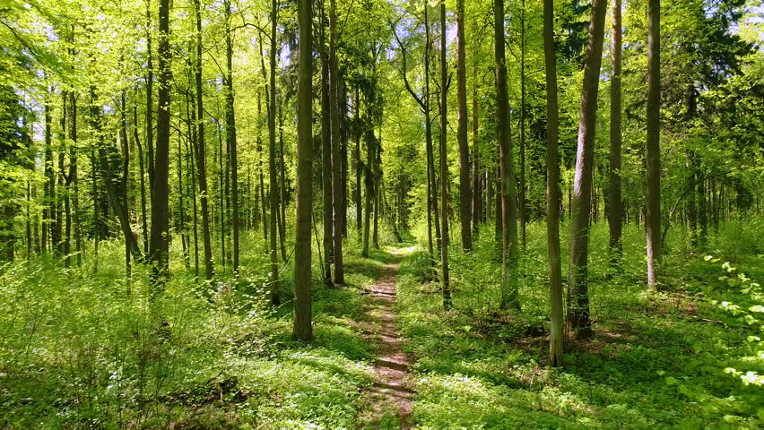 Футаж лес. Футаж леса. Лес футаж. Футажи леса вертикальные. Spring Forest stock.