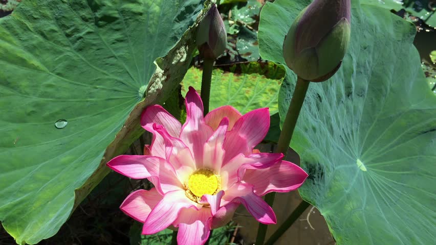 Lotus Pond Landscape with lillies image - Free stock photo - Public ...