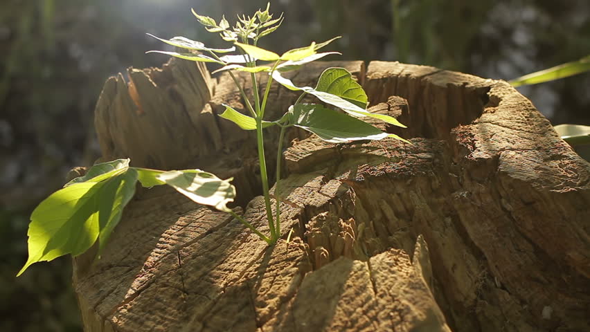 Header of rebirth