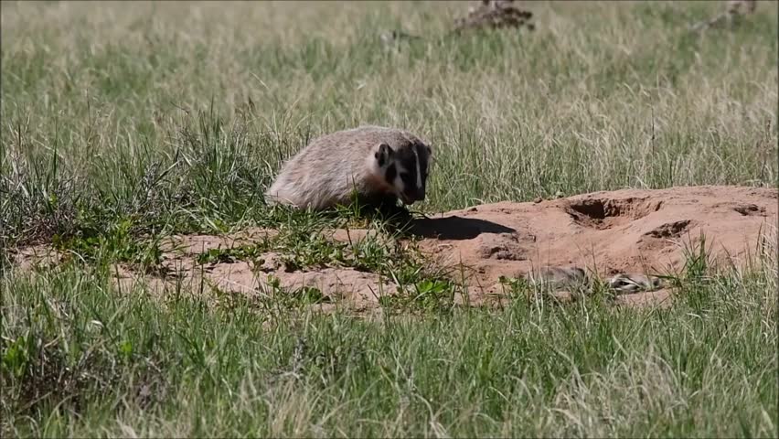 Header of American badger