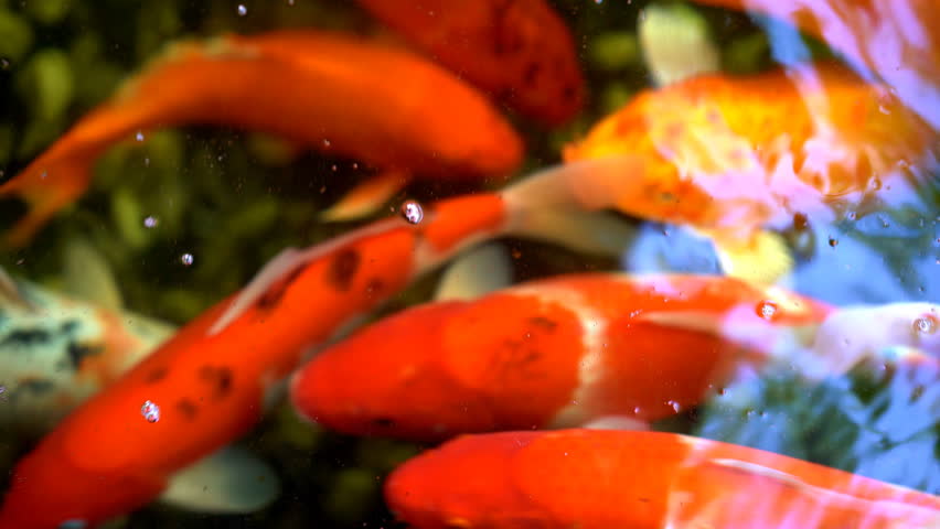 Koi Fish Or Amur Carp Stock Footage Video 100 Royalty Free
