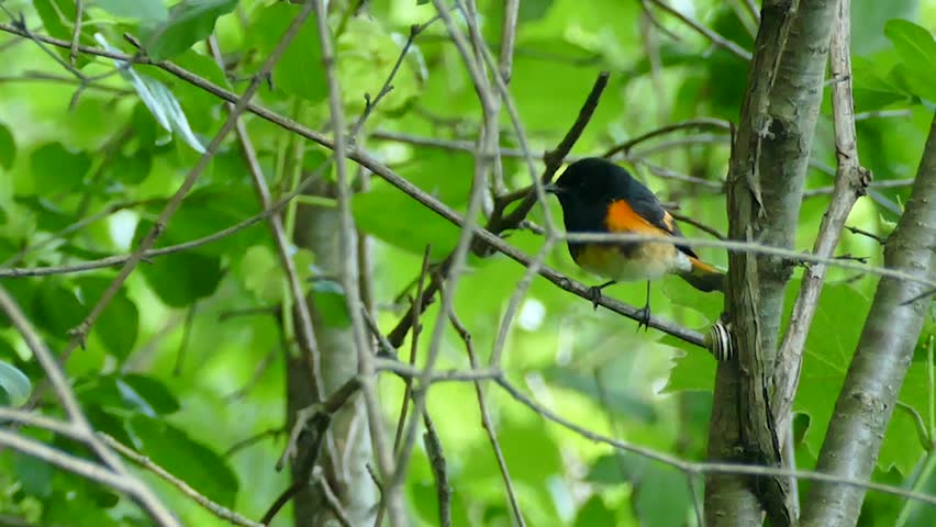 Header of American Redstart