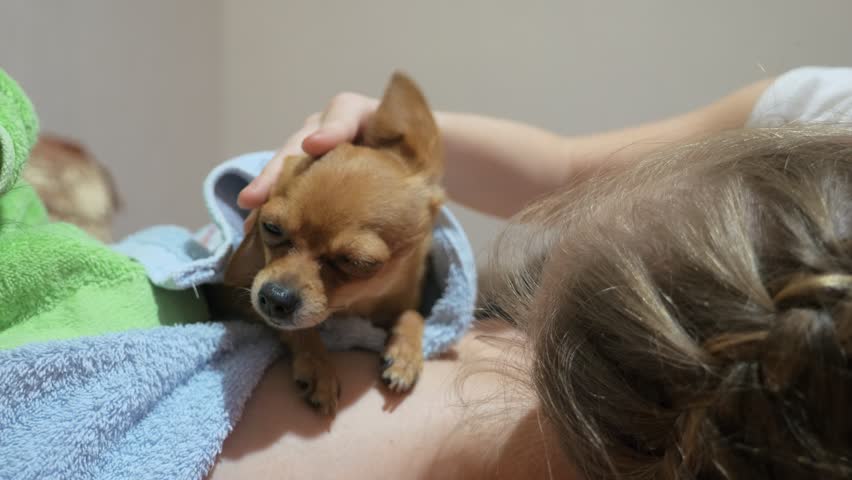 Two Different Dogs Are Very Stockvideos Filmmaterial 100