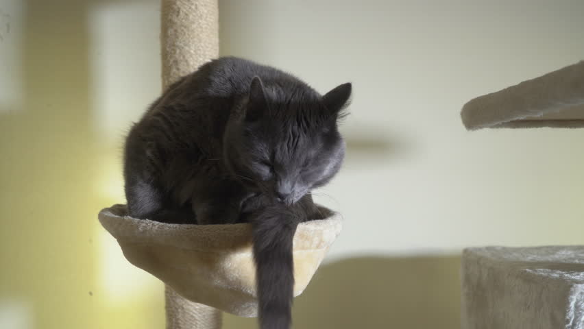 Large Gray Cat In His Stock Footage Video 100 Royalty Free 1013514926 Shutterstock