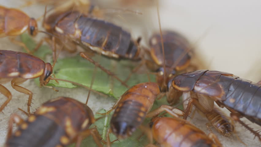 Porterville mn heath laws living with cockroaches model