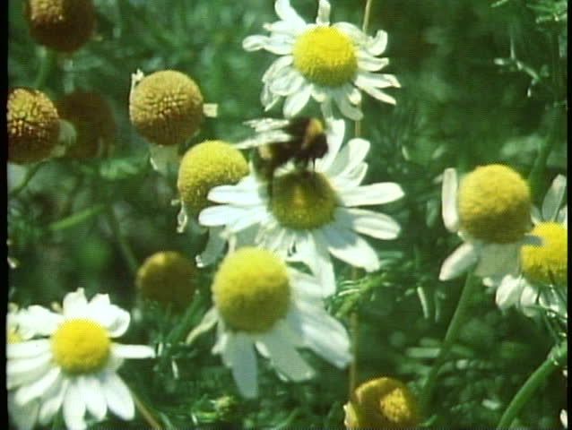 Spread pollen