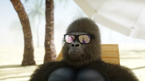 funny monkeys with glasses