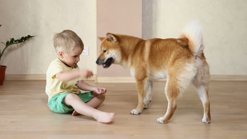 Shiba Inu Huge Dog Coming Vidéos De Stock 100 Libres De Droit 1015206046 Shutterstock