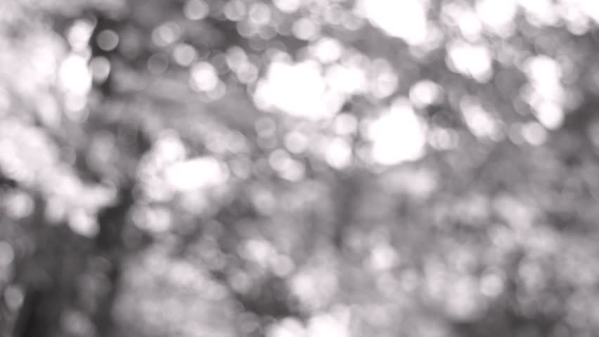 Black And White Nature Sunlight Stock Footage Video 100 Royalty Free 1015368526 Shutterstock