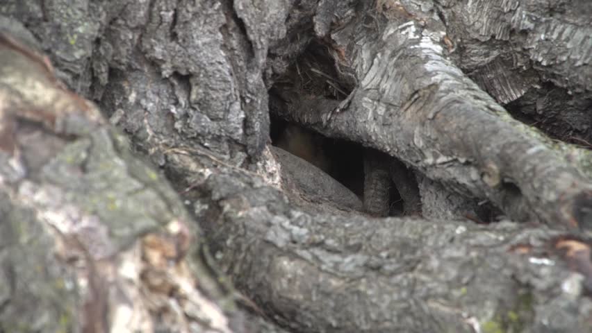 Gopher Tree Roots Nature Stock Footage Video 100 Royalty