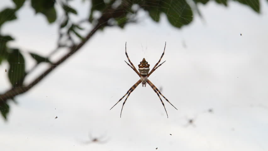 Silver Garden Spider Stock Video Footage 4k And Hd Video Clips