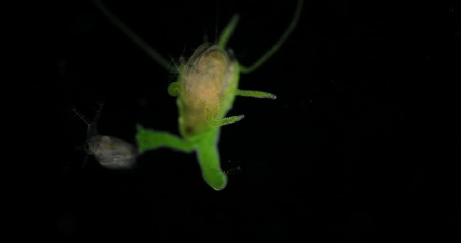 hydra eating daphnia video hydra eating daphnia video
