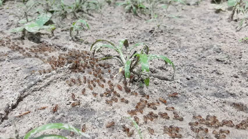 Many Termites In The Garden Stock Footage Video 100 Royalty Many Termites In The Garden Stock
