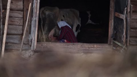 Elderly Woman Milking A Cow In The Shed In The Village Home Farming