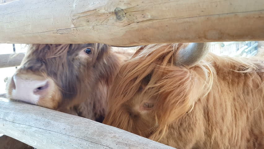 Scottish Highland Long Haired Cattle Stock Footage Video 100