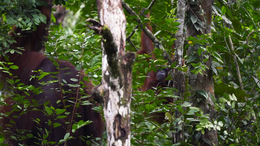 Orangutan great ape image - Free stock photo - Public Domain photo ...