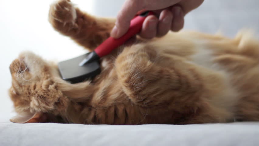 Brushing Red Cat S Fur By Using Comb