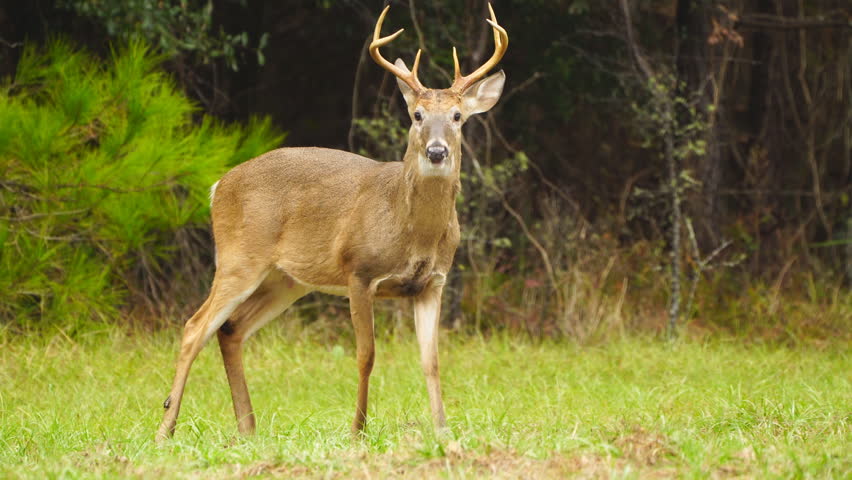 Big Deer Buck with Antlers image - Free stock photo - Public Domain ...