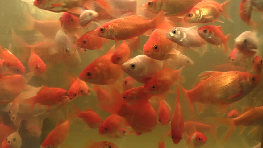 The Goldfish Golden Carassius Auratus Stock Footage Video 100