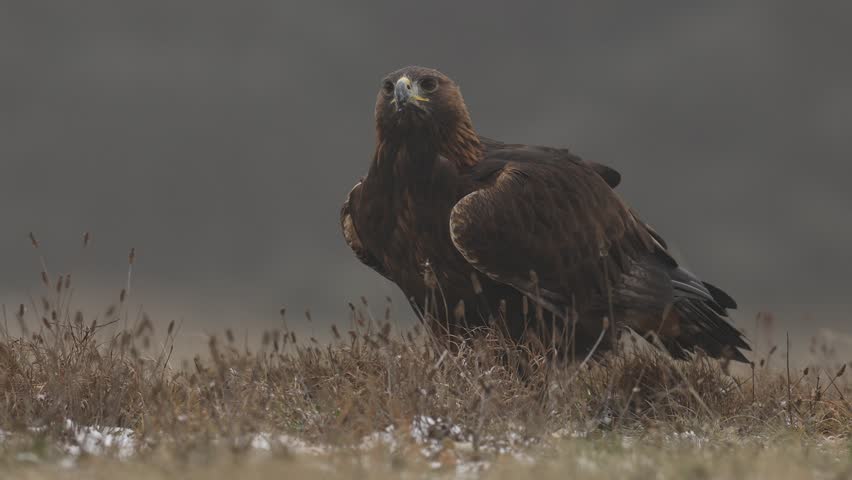 Golden Eagle Fox Stock Video Footage 4k And Hd Video Clips Shutterstock