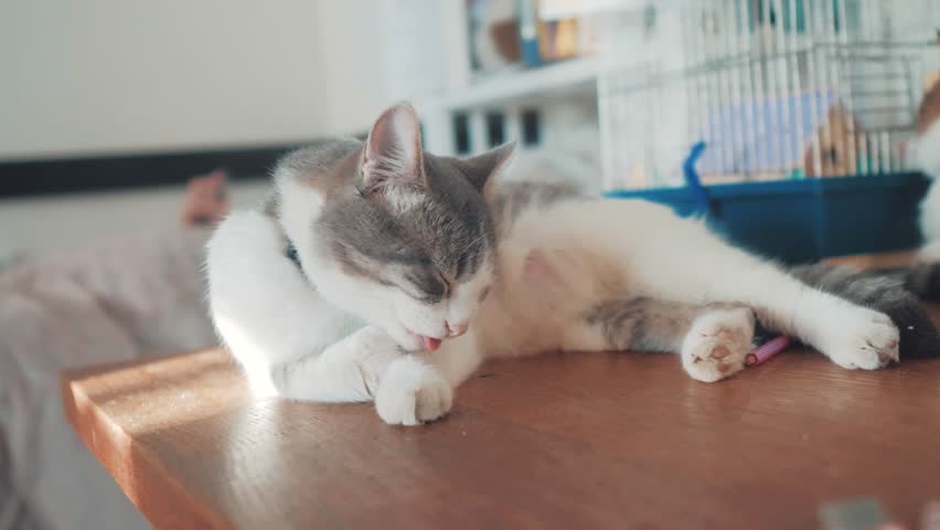 4k00 07grooming Cat Gray White Cat That Licks The Hair Of The Paw