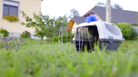 Kitten In Transport Box Outside On Green Lawn Hd Low Angle View From Grass Of A Cute Cat Standing On The Entrance Of Cat Carrier On House Lawn British Breed With Dark Lines On Fur