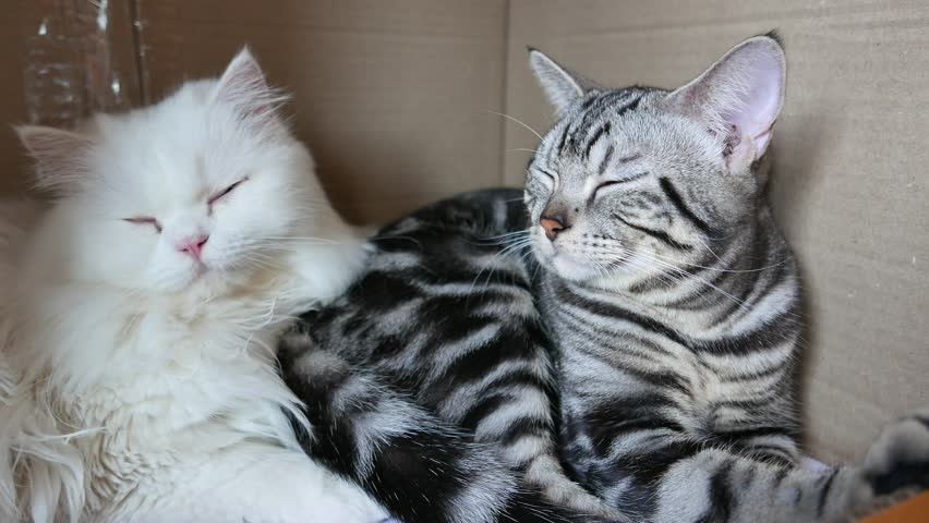 American Shorthair Cat And White Persian Cat Sleeping In Box Together