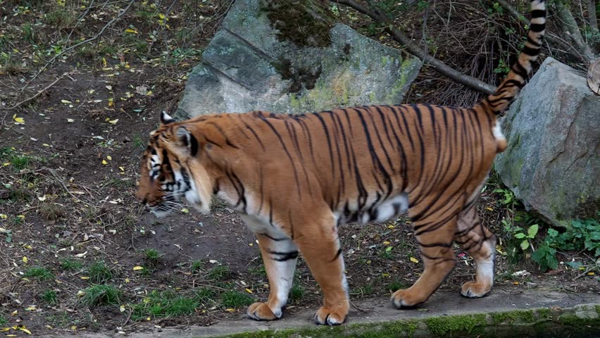 Malayan Tiger (panthera Tigris Jacksoni) Stock Footage Video (100% ...
