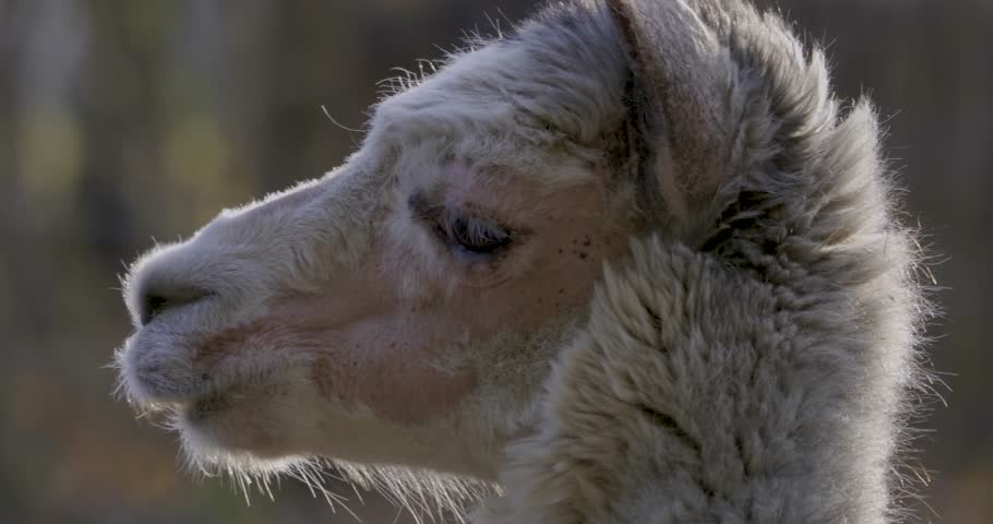 Video llama