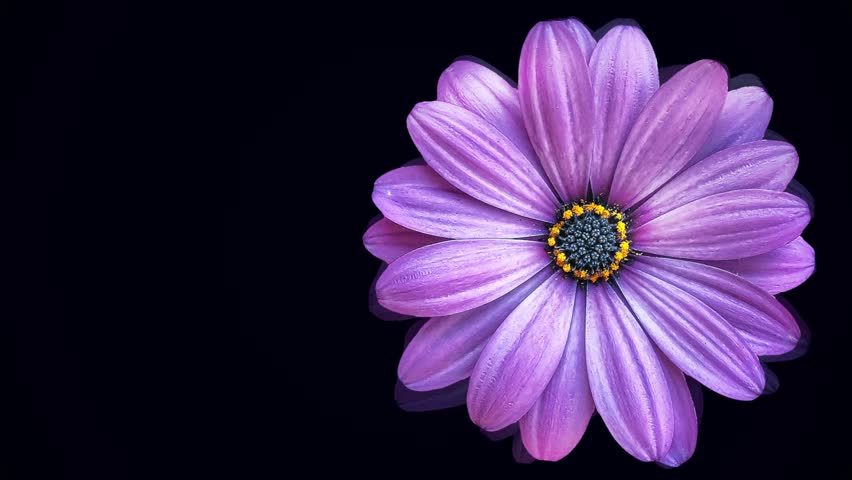 Large Purple Daisy Bud Moving Stock Footage Video (100% Royalty-free ...