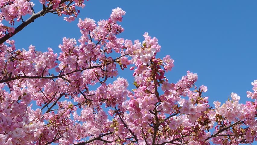 Japanese Pink Flower Tree