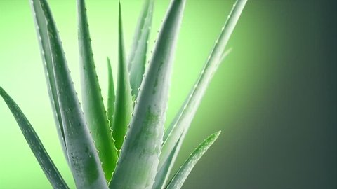Aloe Vera Closeup Aloevera Plant Stock Footage Video 100