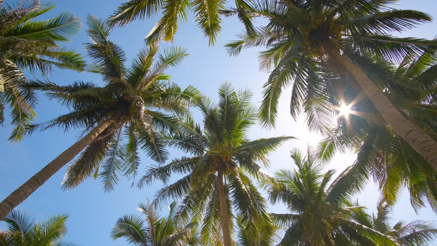 Coconut Trees Or Palm Tree Stock Footage Video 100 -1325